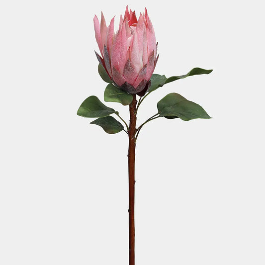 KING PROTEA FLOWER